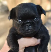 Male 1, a male Brussels Griffon for sale in Florissant, MO – 6 of 7