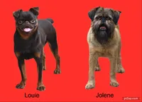Male 2, a male Brussels Griffon for sale in Florissant, MO – 8 of 8