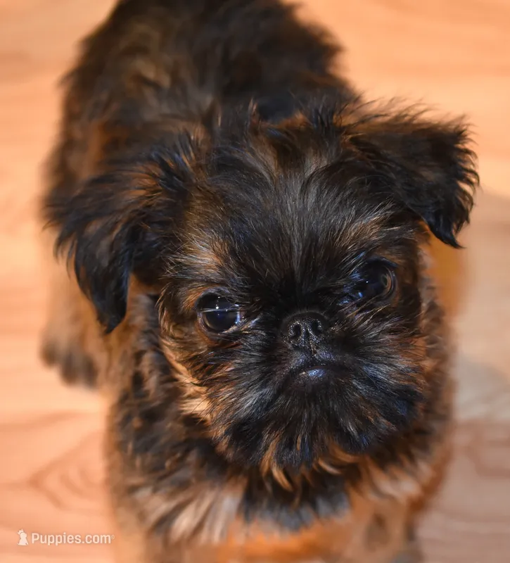Brown Male – Brussels Griffon puppy for sale in Florissant, MO