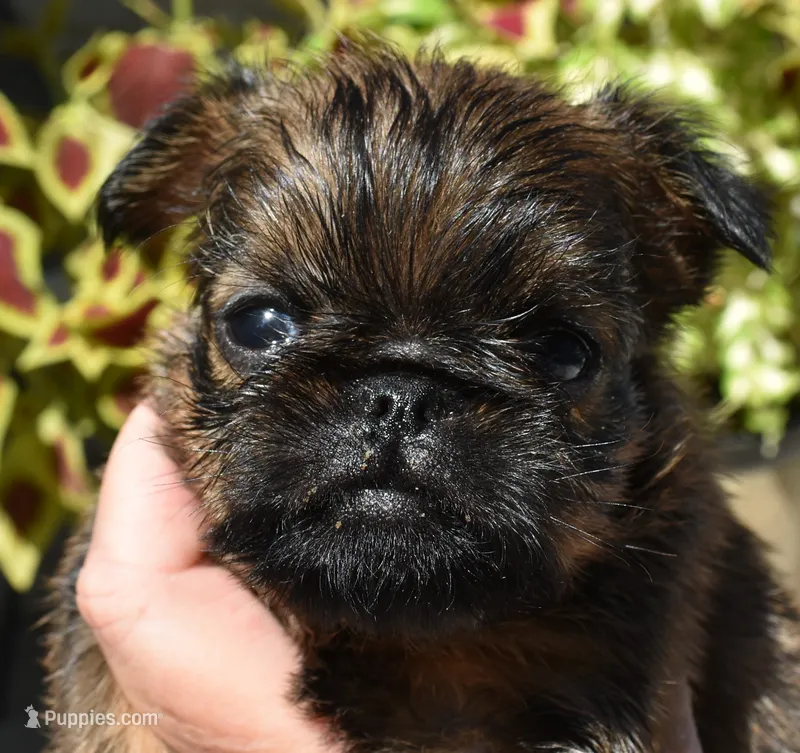 Female – Brussels Griffon puppy for sale in Florissant, MO
