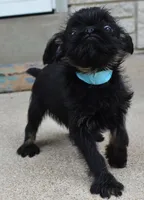 Black and Tan male, a male Brussels Griffon for sale in Florissant, MO – 5 of 10
