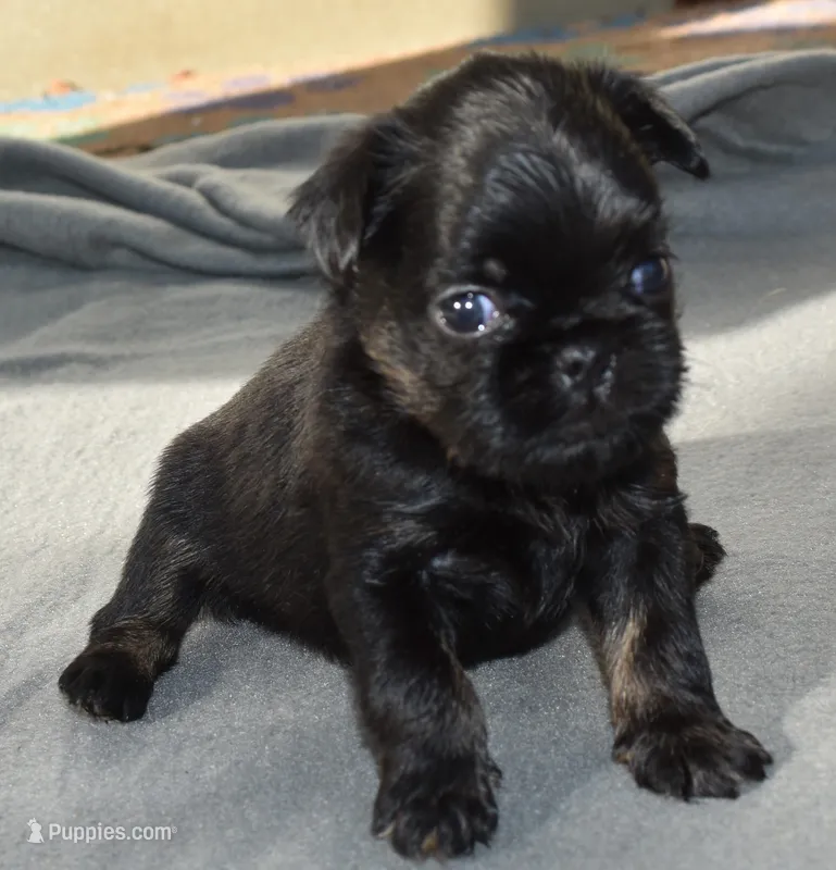 Male 2 – Brussels Griffon puppy for sale in Florissant, MO