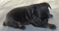 Male 1, a male Brussels Griffon for sale in Florissant, MO – 3 of 7