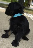 Black and Tan male, a male Brussels Griffon for sale in Florissant, MO – 6 of 10