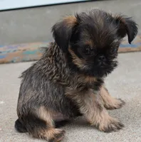 Brown Male, a male Brussels Griffon for sale in Florissant, MO – 5 of 9