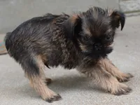 Brown Male, a male Brussels Griffon for sale in Florissant, MO – 7 of 9
