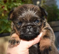 Female, a male Brussels Griffon for sale in Florissant, MO – 5 of 6