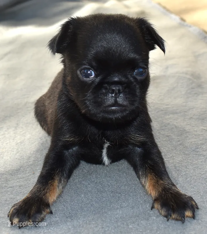 Male 1 – Brussels Griffon puppy for sale in Florissant, MO