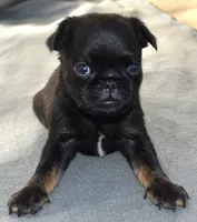 Male 1, a male Brussels Griffon for sale in Florissant, MO – 1 of 7