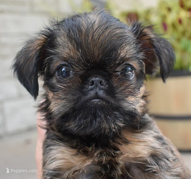 Brown Male – Brussels Griffon puppy for sale in Florissant, MO