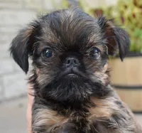 Brown Male, a male Brussels Griffon for sale in Florissant, MO – 1 of 9