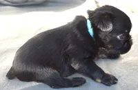 Male 2, a male Brussels Griffon for sale in Florissant, MO – 2 of 8