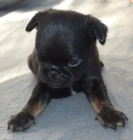 Male 1, a male Brussels Griffon for sale in Florissant, MO – 2 of 7