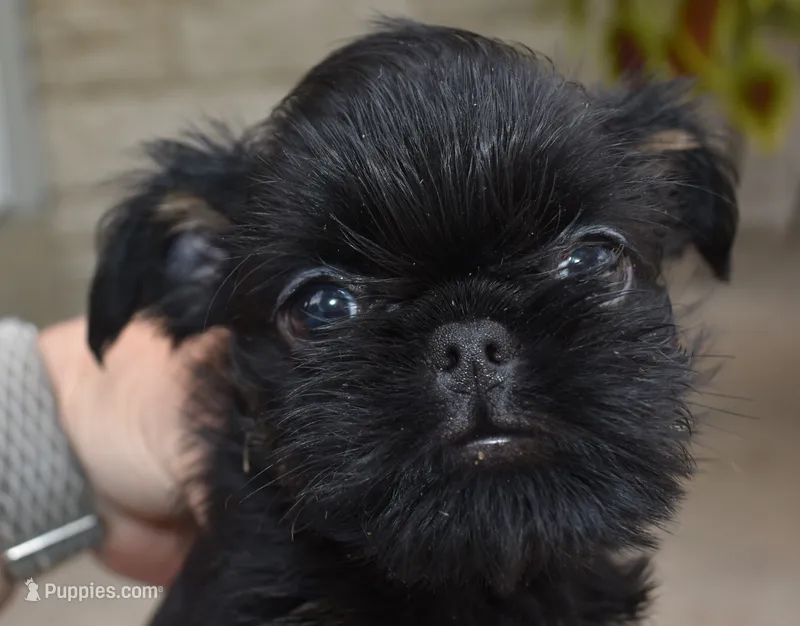Black and Tan male – Brussels Griffon puppy for sale in Florissant, MO