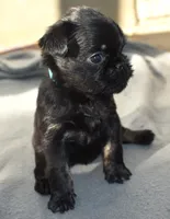 Male 2, a male Brussels Griffon for sale in Florissant, MO – 3 of 8