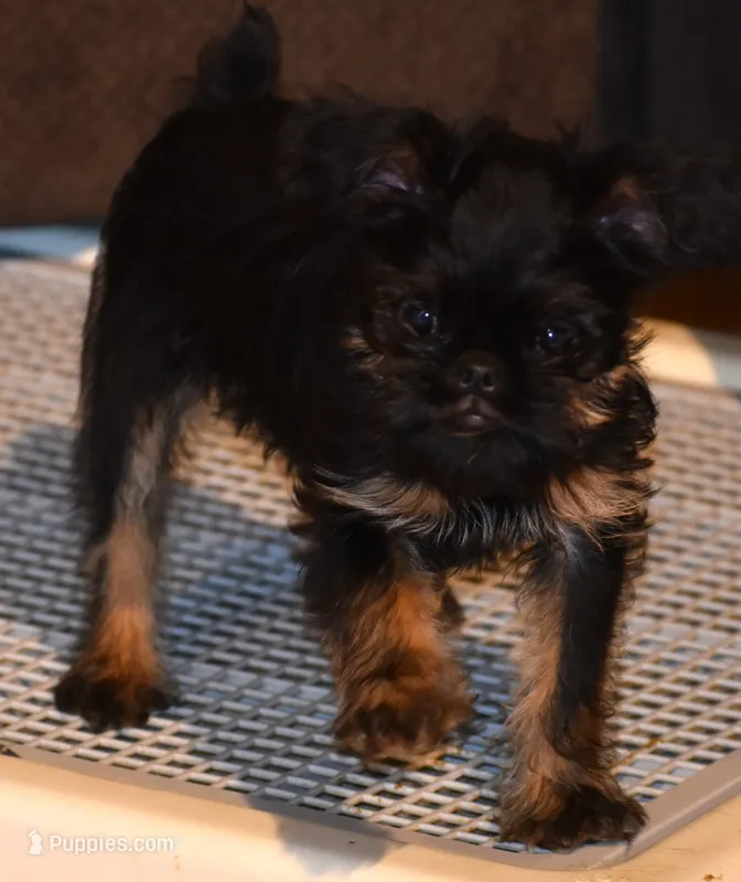 Black Collar – Brussels Griffon puppy for sale in Florissant, MO