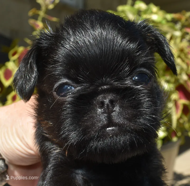 Male 2 – Brussels Griffon puppy for sale in Florissant, MO