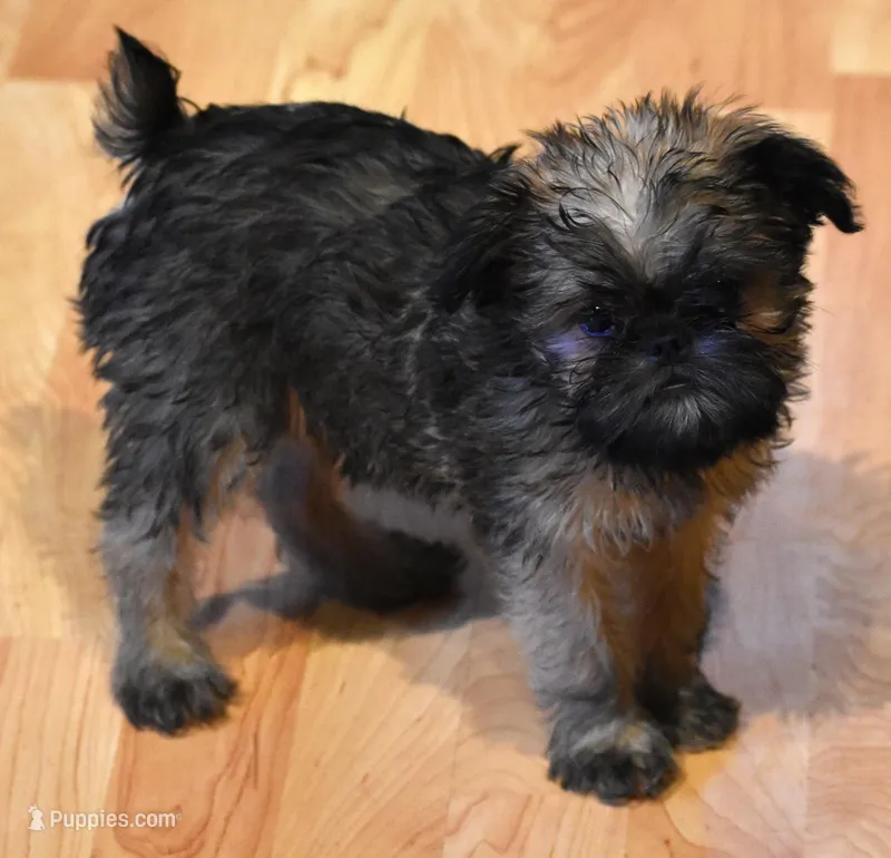 Orange Collar – Brussels Griffon puppy for sale in Florissant, MO