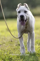 White/ Straw Cane corso Female, a female Cane Corso for sale in Marengo, IL – 4 of 9