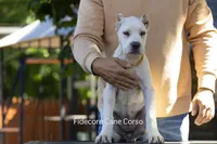 White/ Straw Cane corso Female, a female Cane Corso for sale in Marengo, IL – 5 of 6