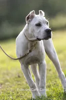 White/ Straw Cane corso Female, a female Cane Corso for sale in Marengo, IL – 6 of 9