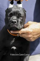 Tiberia, a female Cane Corso for sale in Marengo, IL – 4 of 7