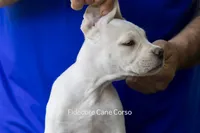 White/ Straw Cane corso Female, a female Cane Corso for sale in Marengo, IL – 3 of 5