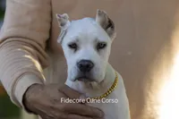 White/ Straw Cane corso Female, a female Cane Corso for sale in Marengo, IL – 3 of 6