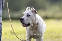 White/ Straw Cane corso Female, a female Cane Corso for sale in Marengo, IL – 2 of 9
