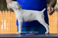 White/ Straw Cane corso Female, a female Cane Corso for sale in Marengo, IL – 4 of 5