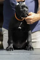 Tiberia, a female Cane Corso for sale in Marengo, IL – 6 of 7
