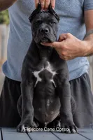 Balu, a male Cane Corso for sale in Marengo, IL – 1 of 5
