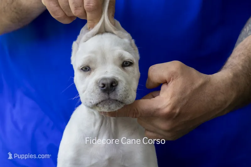 White/ Straw Cane corso Female – Cane Corso puppy for sale in Marengo, IL