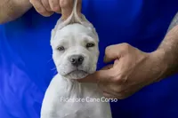 White/ Straw Cane corso Female, a female Cane Corso for sale in Marengo, IL – 1 of 5