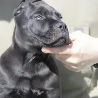 Cane Corso, a male Cane Corso for sale in Marengo, IL – Photo 3 of 4