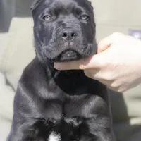 Cane Corso, a male Cane Corso for sale in Marengo, IL – Photo 4 of 4