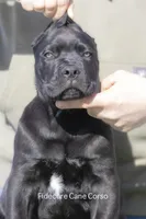 Cane Corso, a male Cane Corso for sale in Marengo, IL – Photo 4 of 4