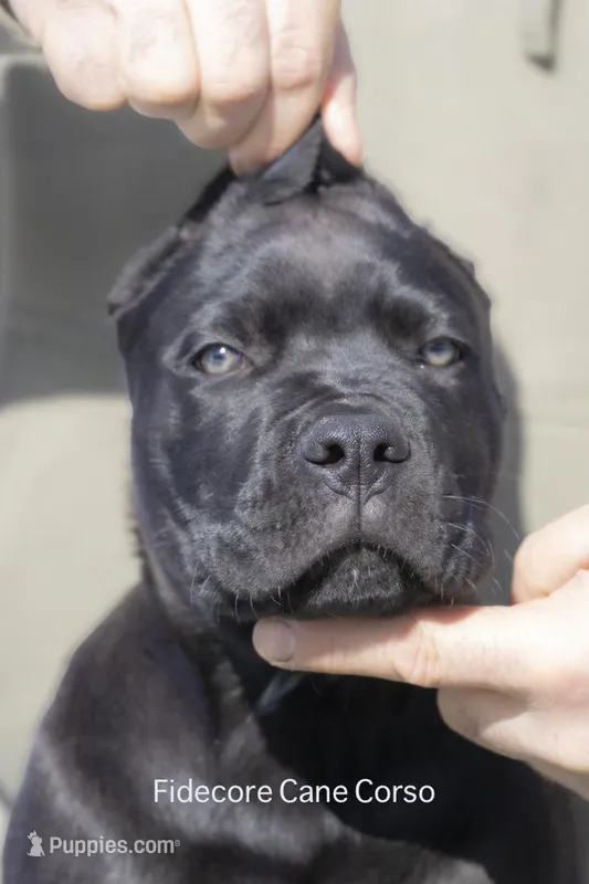 Cane Corso