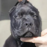 Cane Corso, a male Cane Corso for sale in Marengo, IL – Photo 1 of 4