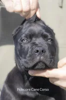 Cane Corso, a male Cane Corso for sale in Marengo, IL – Photo 1 of 4