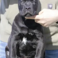 Cane Corso, a male Cane Corso for sale in Marengo, IL – Photo 2 of 4