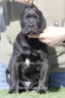 Cane Corso, a male Cane Corso for sale in Marengo, IL – Photo 2 of 4