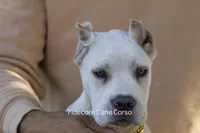White/ Straw Cane corso Female, a female Cane Corso for sale in Marengo, IL – 2 of 6
