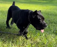 Balu, a male Cane Corso for sale in Marengo, IL – 4 of 5