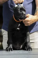 Tiberia, a female Cane Corso for sale in Marengo, IL – 3 of 7