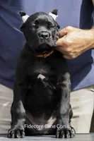 Tiberia, a female Cane Corso for sale in Marengo, IL – 5 of 7