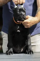 Tiberia, a female Cane Corso for sale in Marengo, IL – 2 of 7