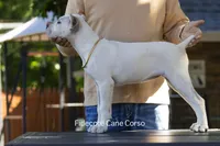 White/ Straw Cane corso Female, a female Cane Corso for sale in Marengo, IL – 4 of 6