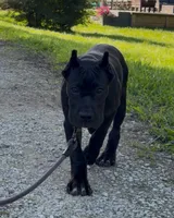 Balu, a male Cane Corso for sale in Marengo, IL – 3 of 5