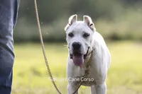 White/ Straw Cane corso Female, a female Cane Corso for sale in Marengo, IL – 9 of 9